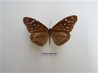 藏品(異紋紫斑蝶)的圖片